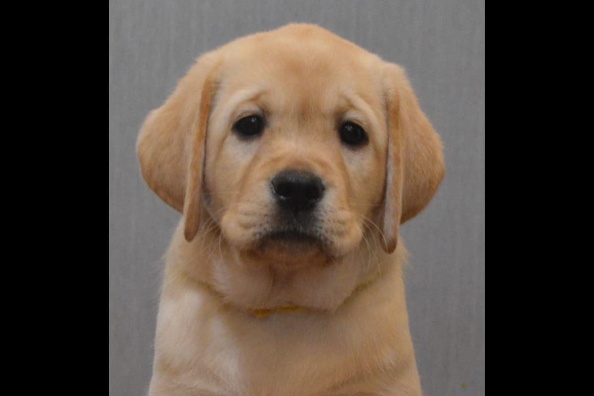 Labrador Retriever Puppies breeder image 34