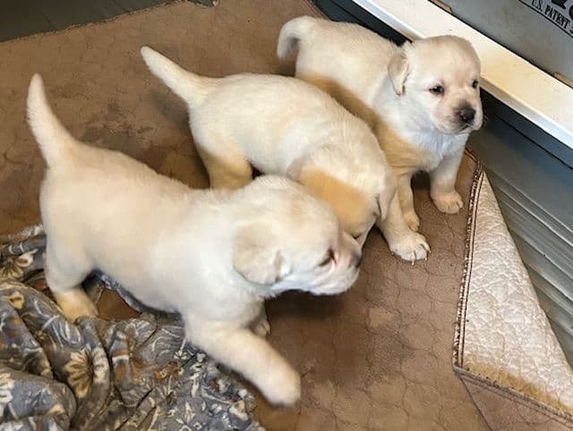 Labrador Retriever Puppies media 7