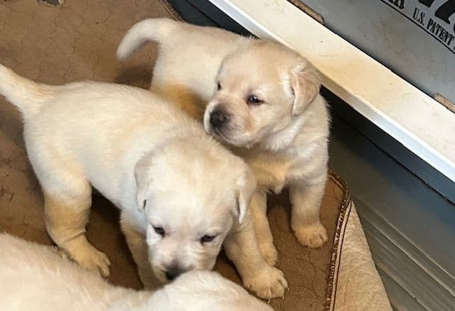 Labrador Retriever Puppies media 8