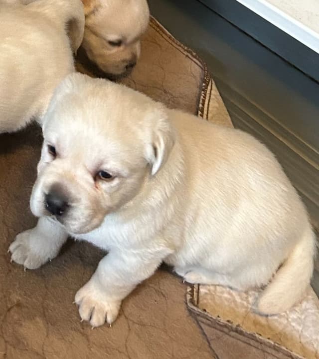 Labrador Retriever Puppies media 9