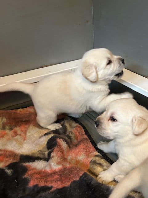 Labrador Retriever Puppies media 12