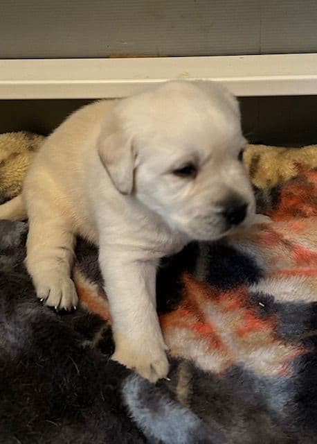 Labrador Retriever Puppies media 13