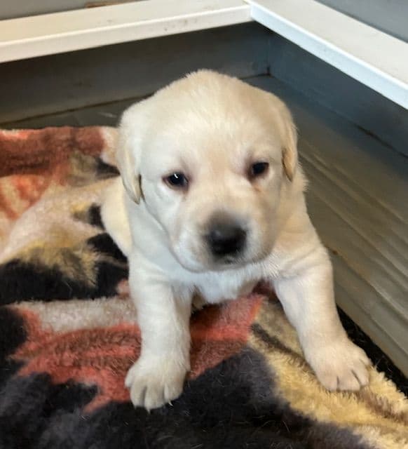 Labrador Retriever Puppies media 14
