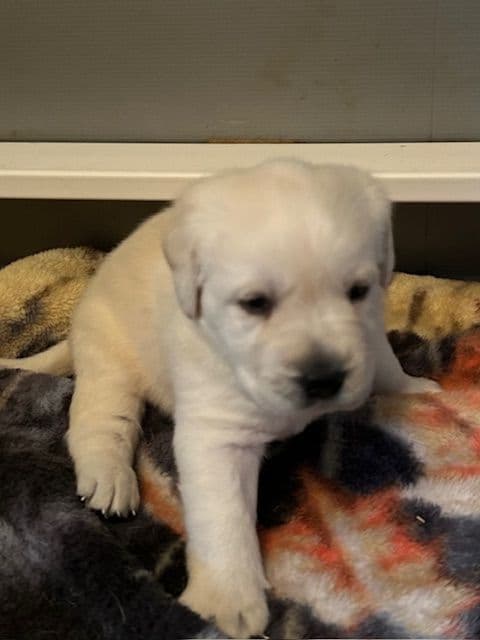 Labrador Retriever Puppies media 15