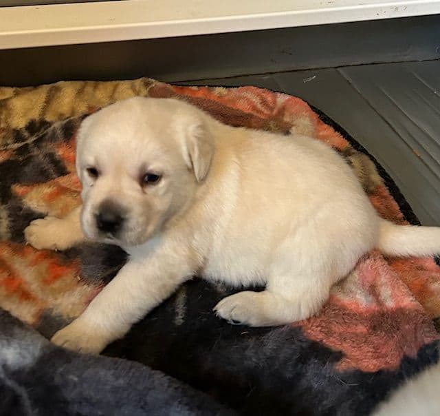 Labrador Retriever Puppies media 17