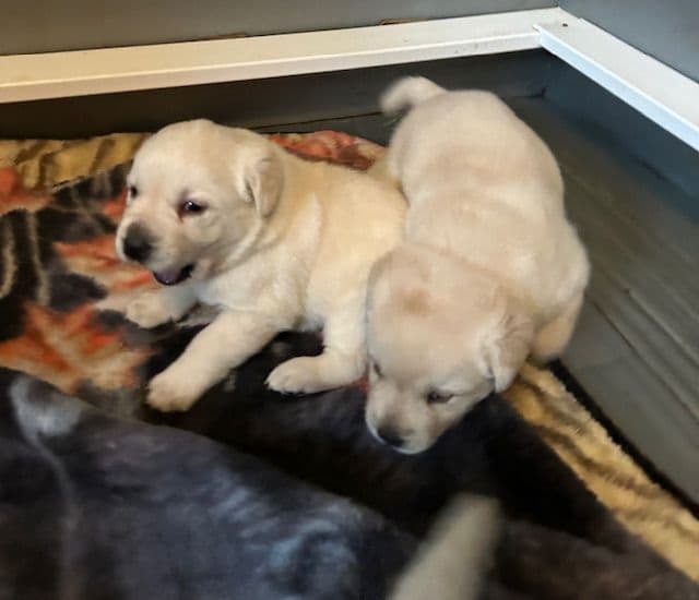 Labrador Retriever Puppies media 18