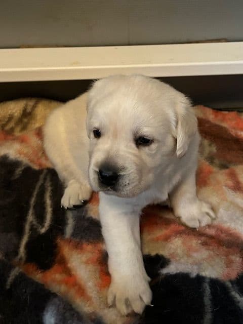 Labrador Retriever Puppies media 19