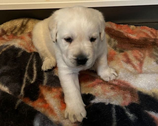 Labrador Retriever Puppies media 20