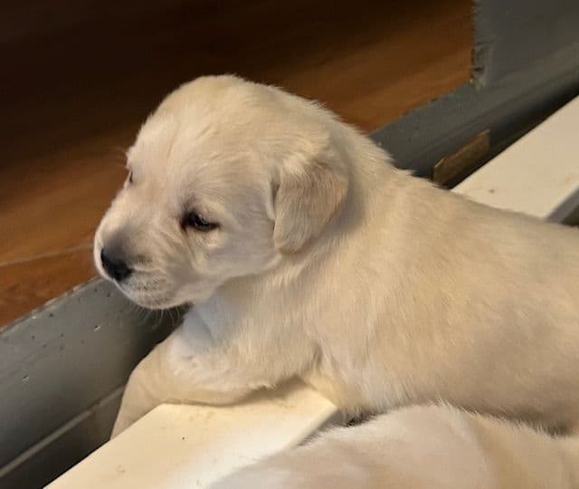 Labrador Retriever Puppies media 22