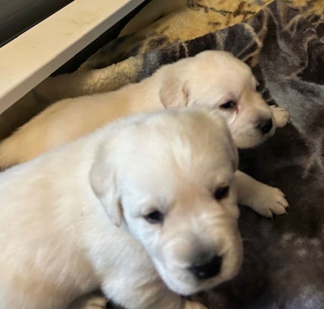 Labrador Retriever Puppies media 23