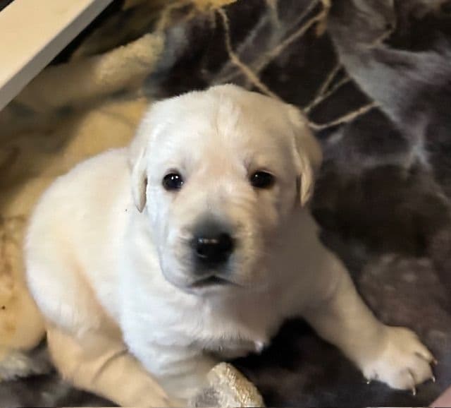 Labrador Retriever Puppies media 24