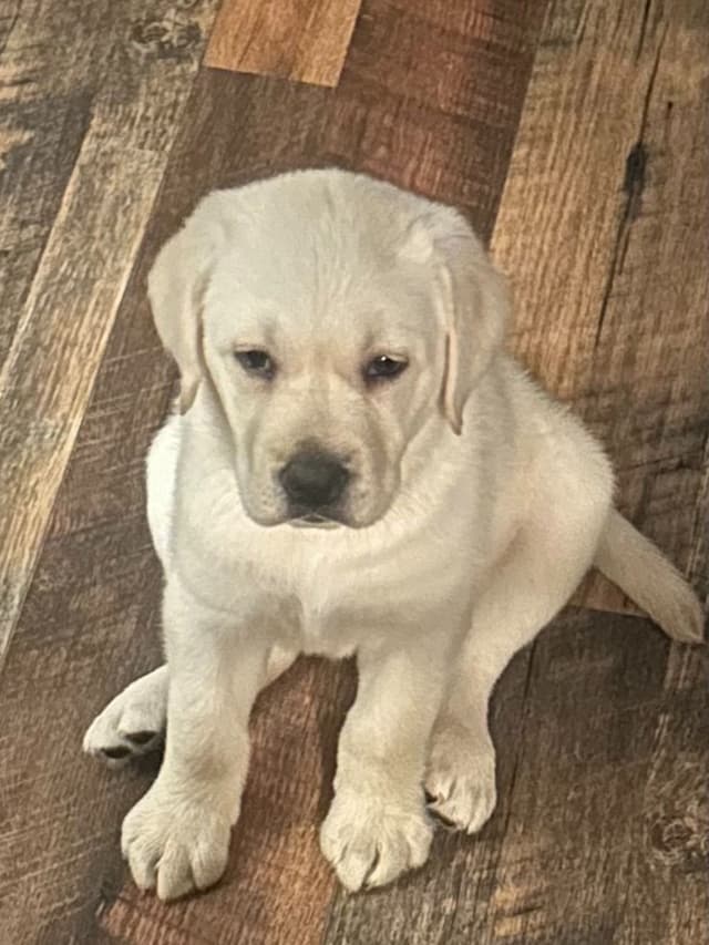 Labrador Retriever Puppies media 6