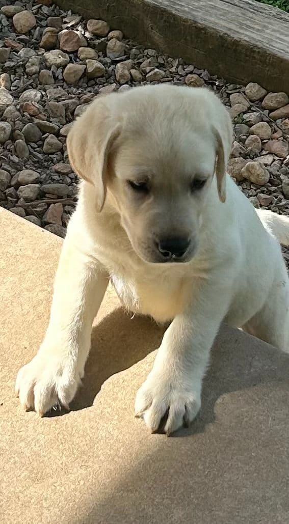 Labrador Retriever Puppies media 5