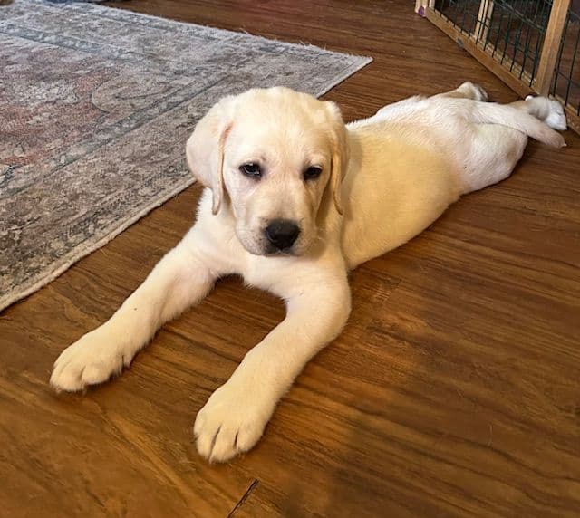 Labrador Retriever Puppies media 4