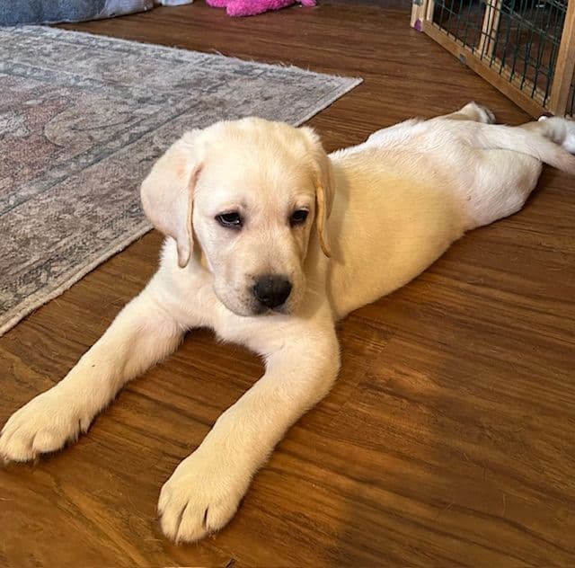 Labrador Retriever Puppies media 2