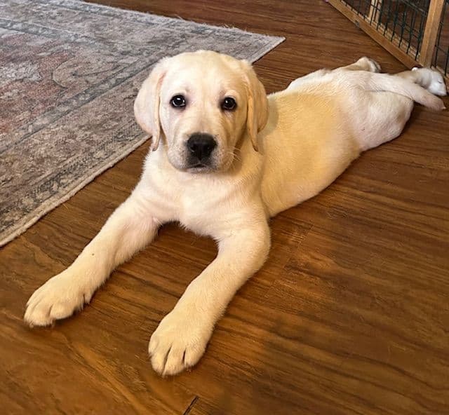 Labrador Retriever Puppies media 3