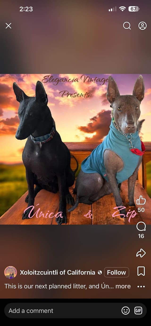 Xoloitzcuintli Puppies media 2
