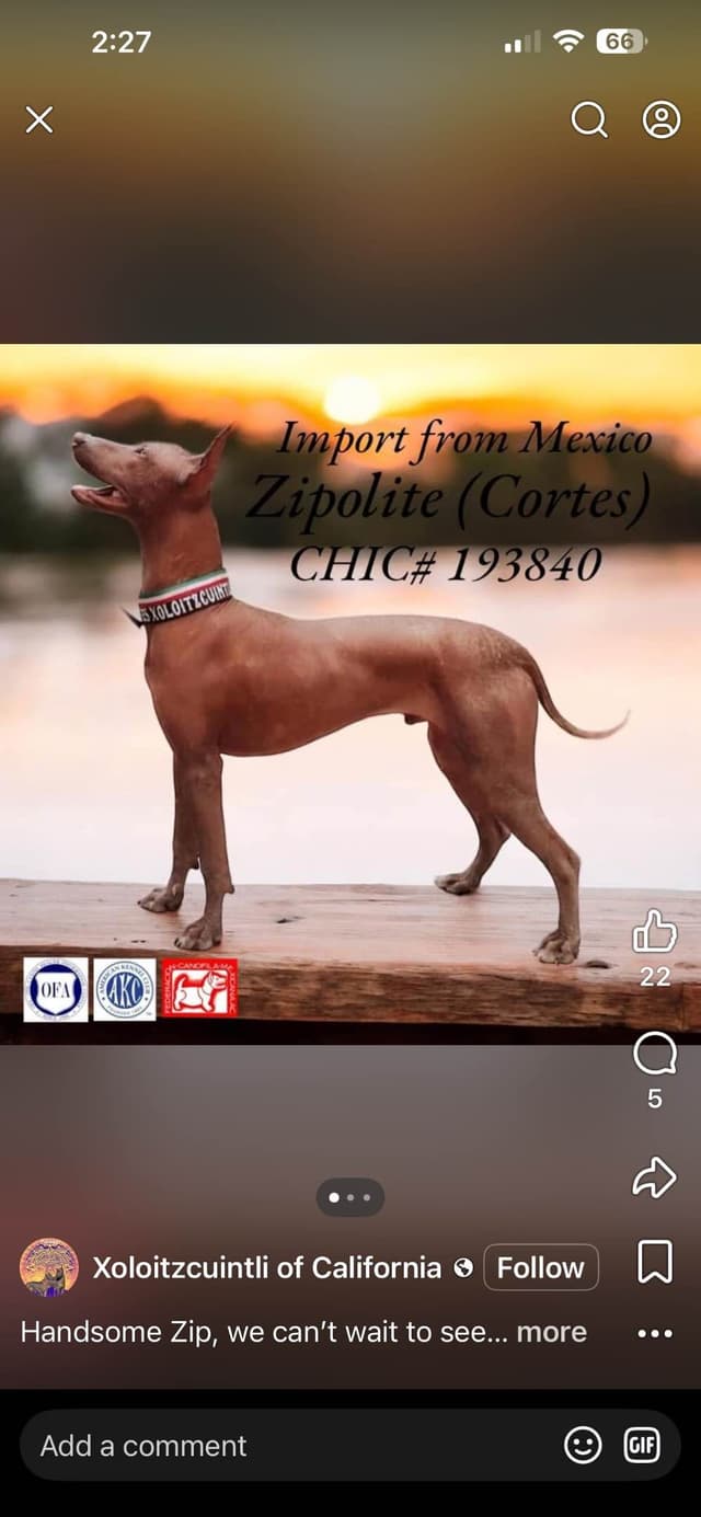 Xoloitzcuintli Puppies media 3
