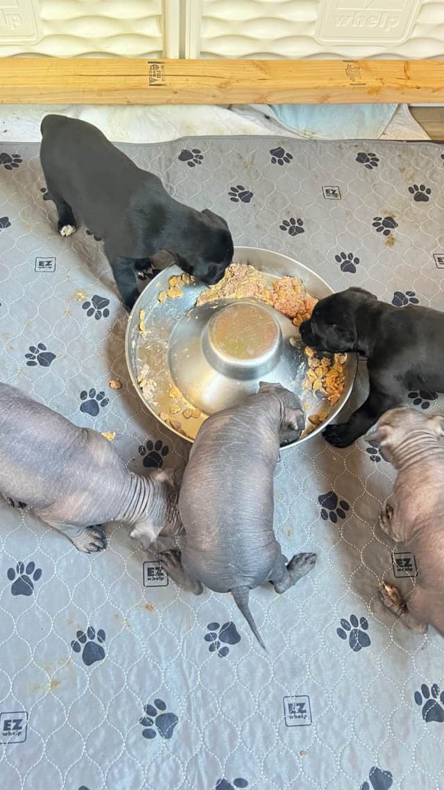 Xoloitzcuintli Puppies media 4
