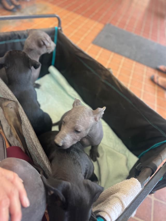 Xoloitzcuintli Puppies media 6