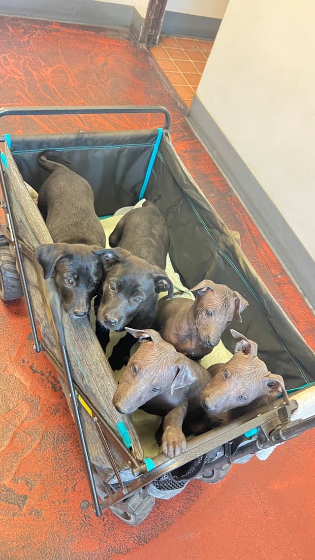 Xoloitzcuintli Puppies media 8