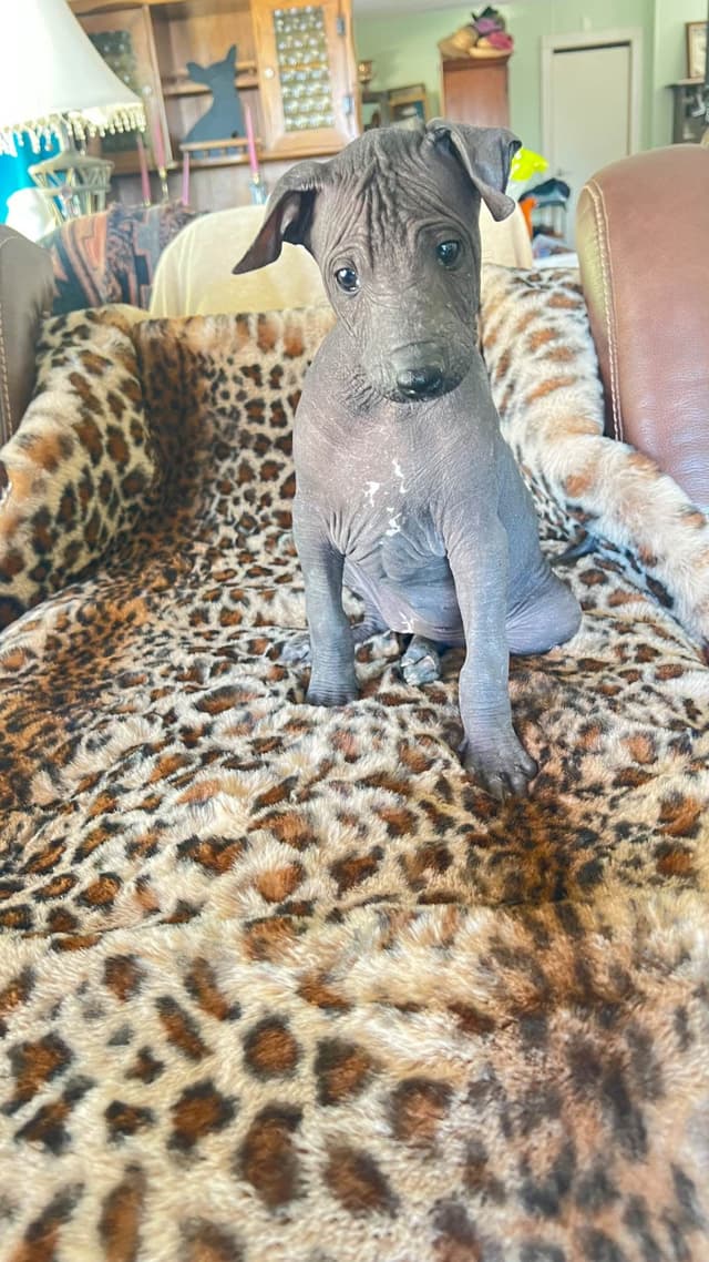Xoloitzcuintli Puppies media 7