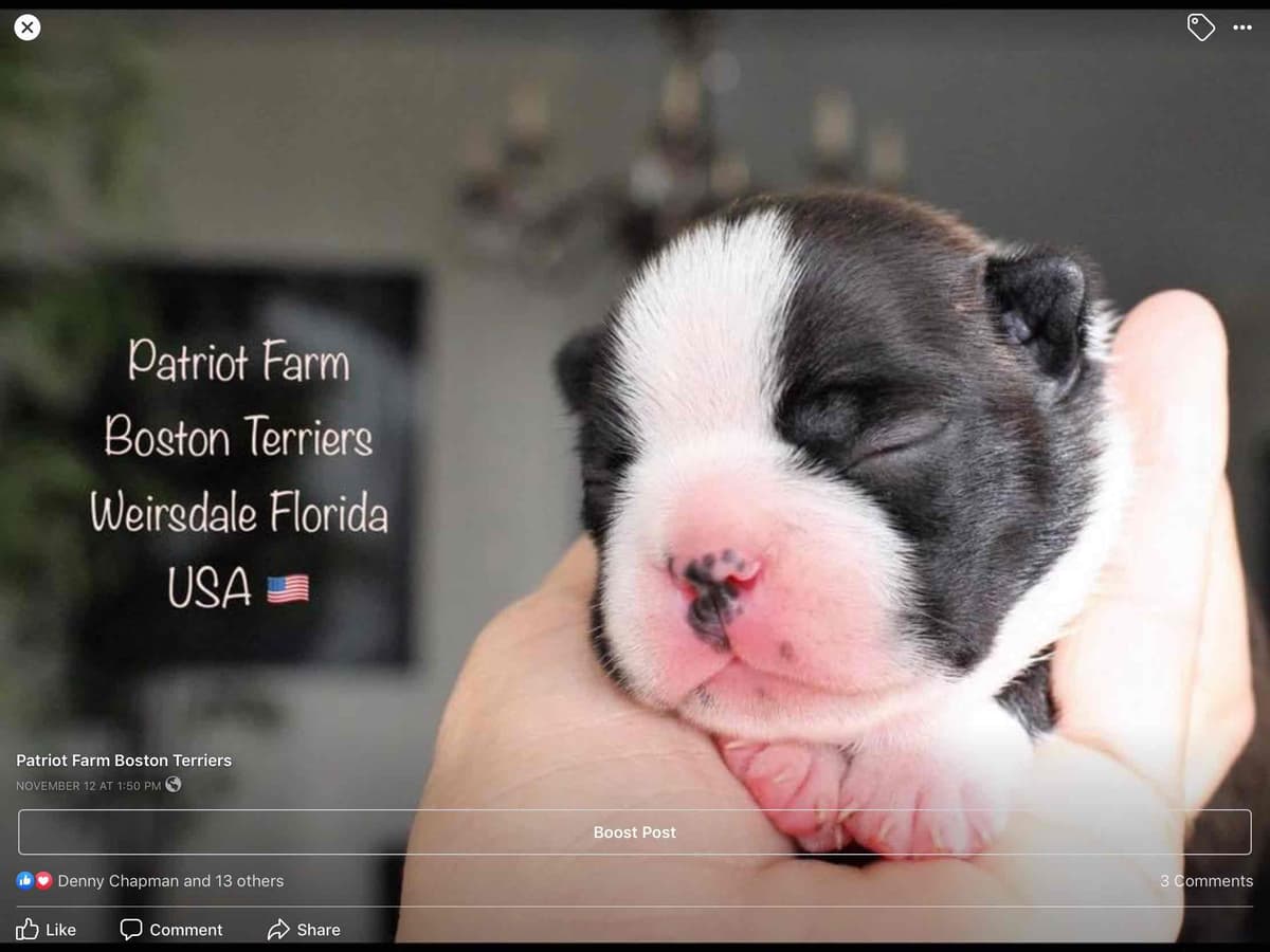 PATRIOT FARM BOSTON TERRIERS breeder image 5
