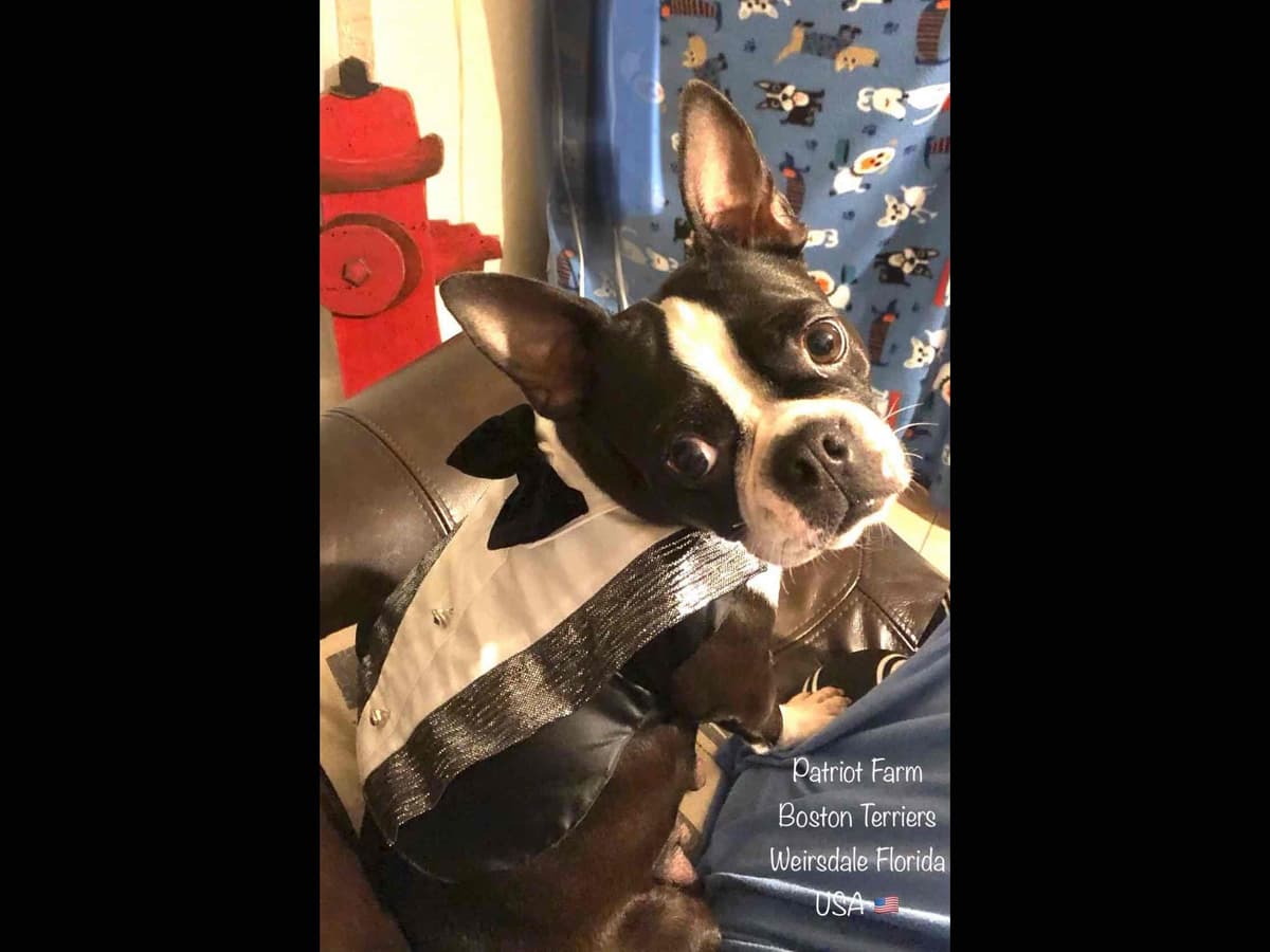 PATRIOT FARM BOSTON TERRIERS breeder image 7