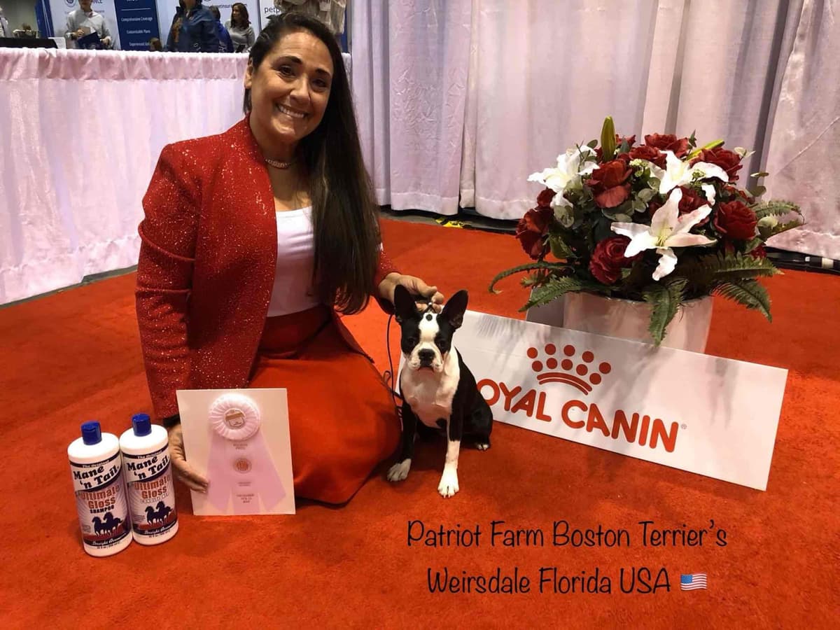 PATRIOT FARM BOSTON TERRIERS breeder image 8