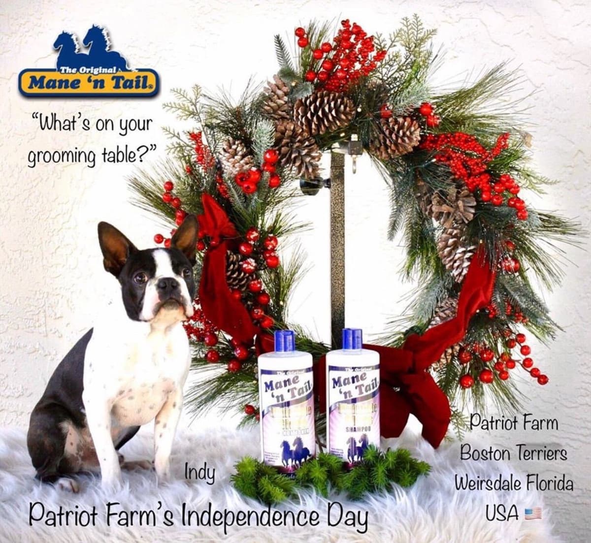 PATRIOT FARM BOSTON TERRIERS breeder image 2