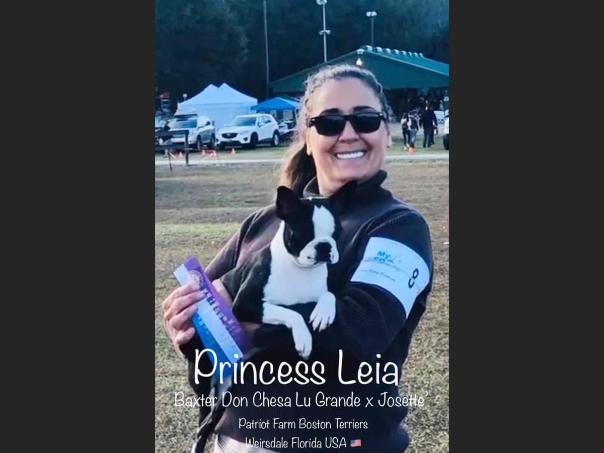 PATRIOT FARM BOSTON TERRIERS breeder image 10