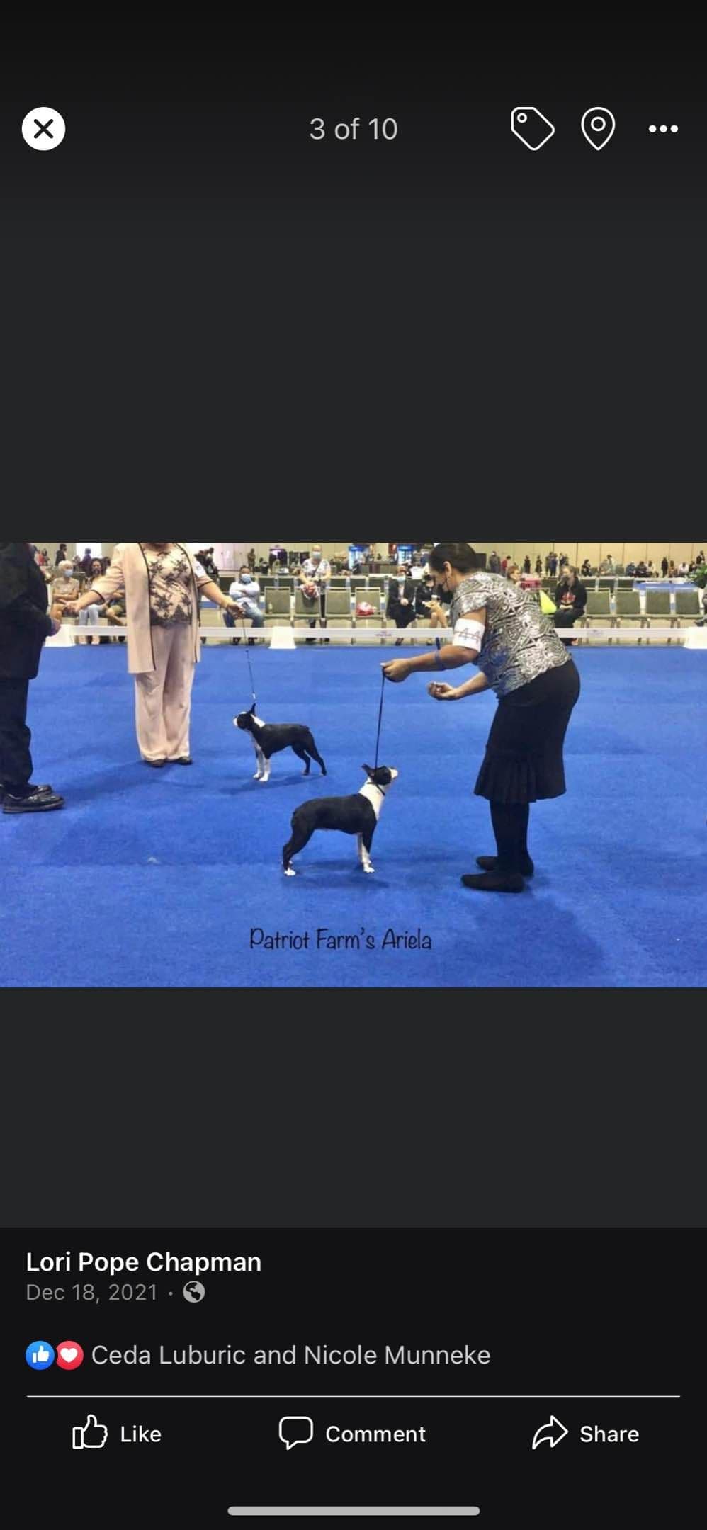 PATRIOT FARM BOSTON TERRIERS breeder image 13