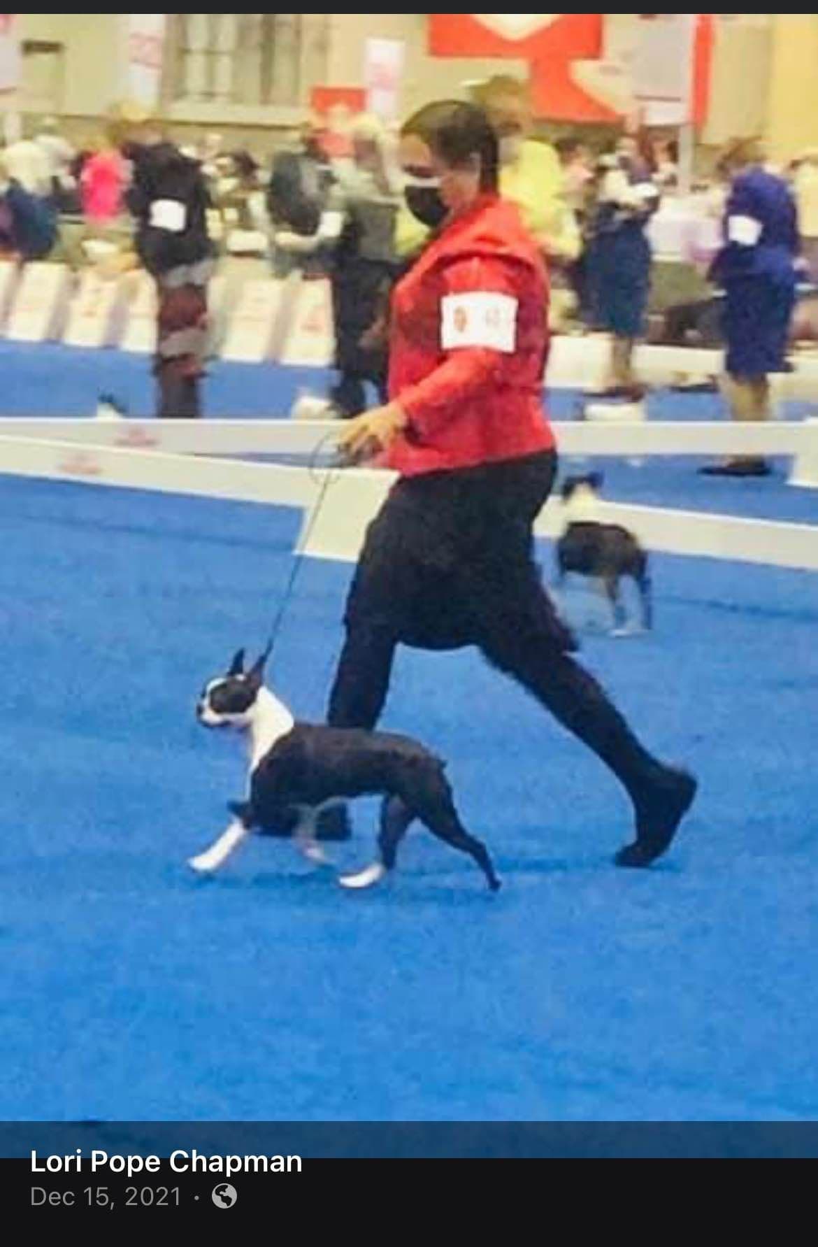 PATRIOT FARM BOSTON TERRIERS breeder image 14