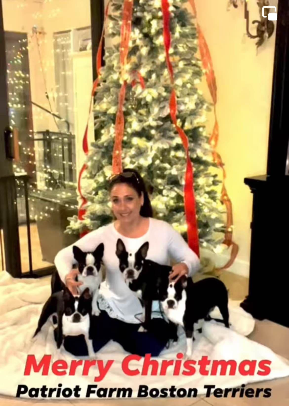PATRIOT FARM BOSTON TERRIERS breeder image 16