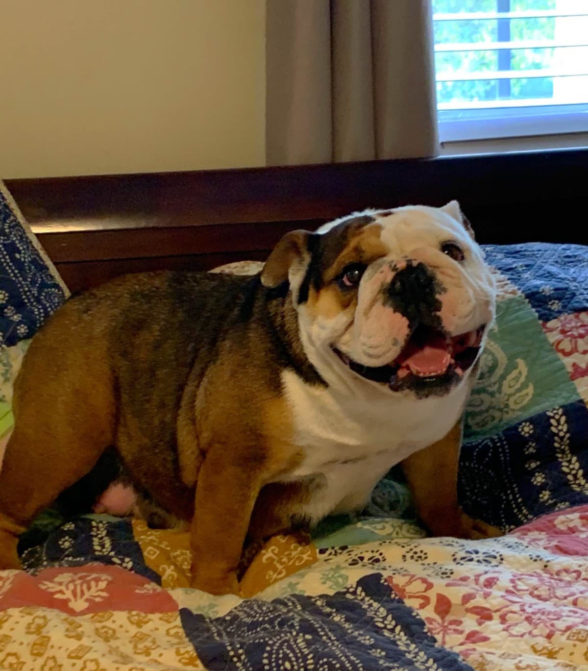 French Bulldog Puppies breeder image 2