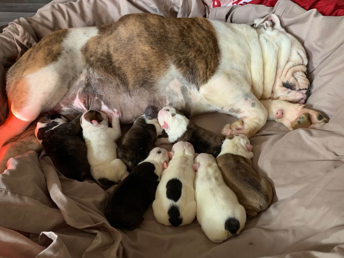 French Bulldog Puppies breeder image 11