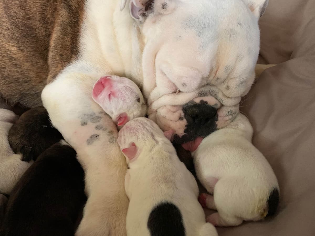 French Bulldog Puppies breeder image 12