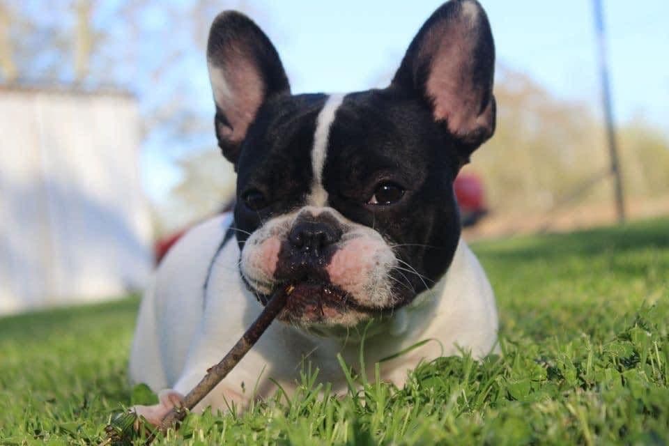 French Bulldog Puppies breeder image 13