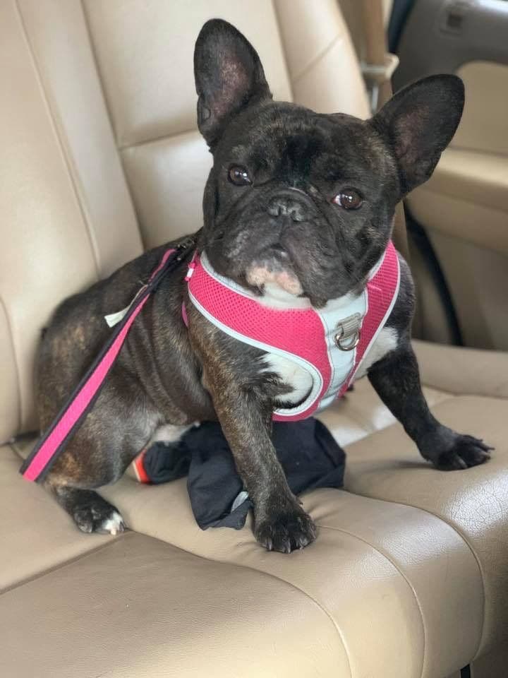 French Bulldog Puppies breeder image 14