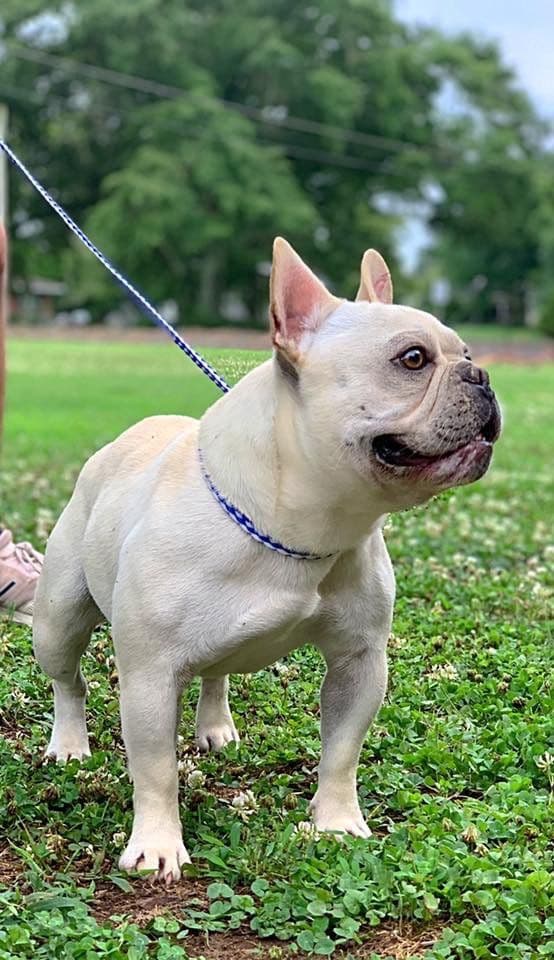 French Bulldog Puppies breeder image 15