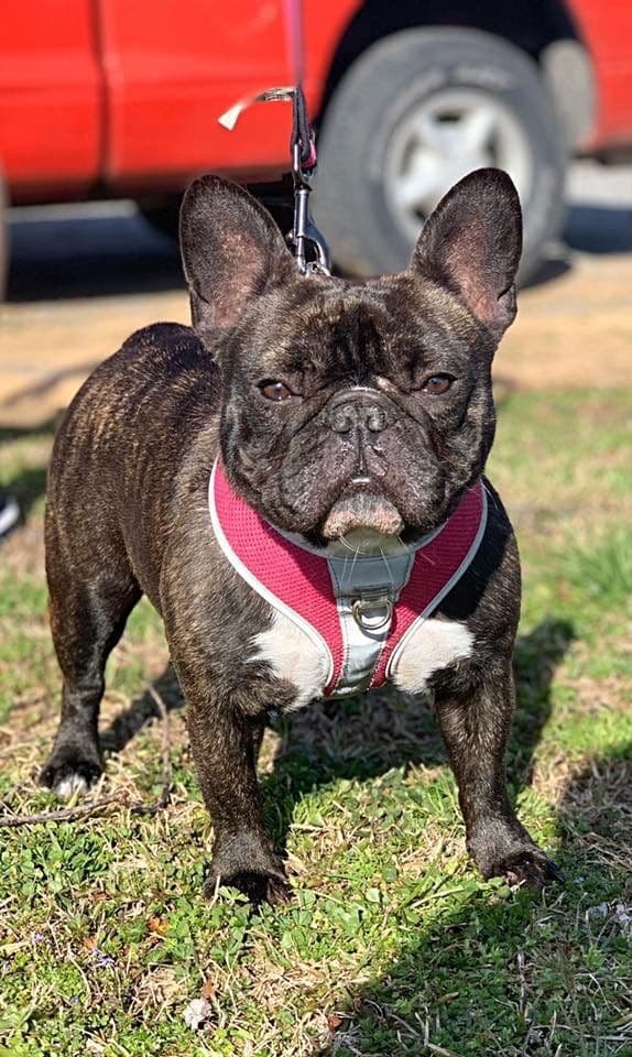 French Bulldog Puppies breeder image 16