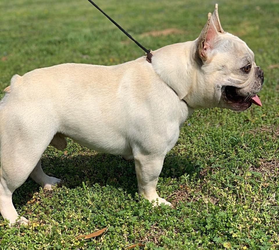 French Bulldog Puppies breeder image 18