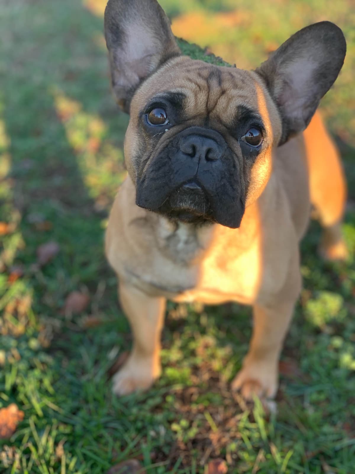 French Bulldog Puppies breeder image 19