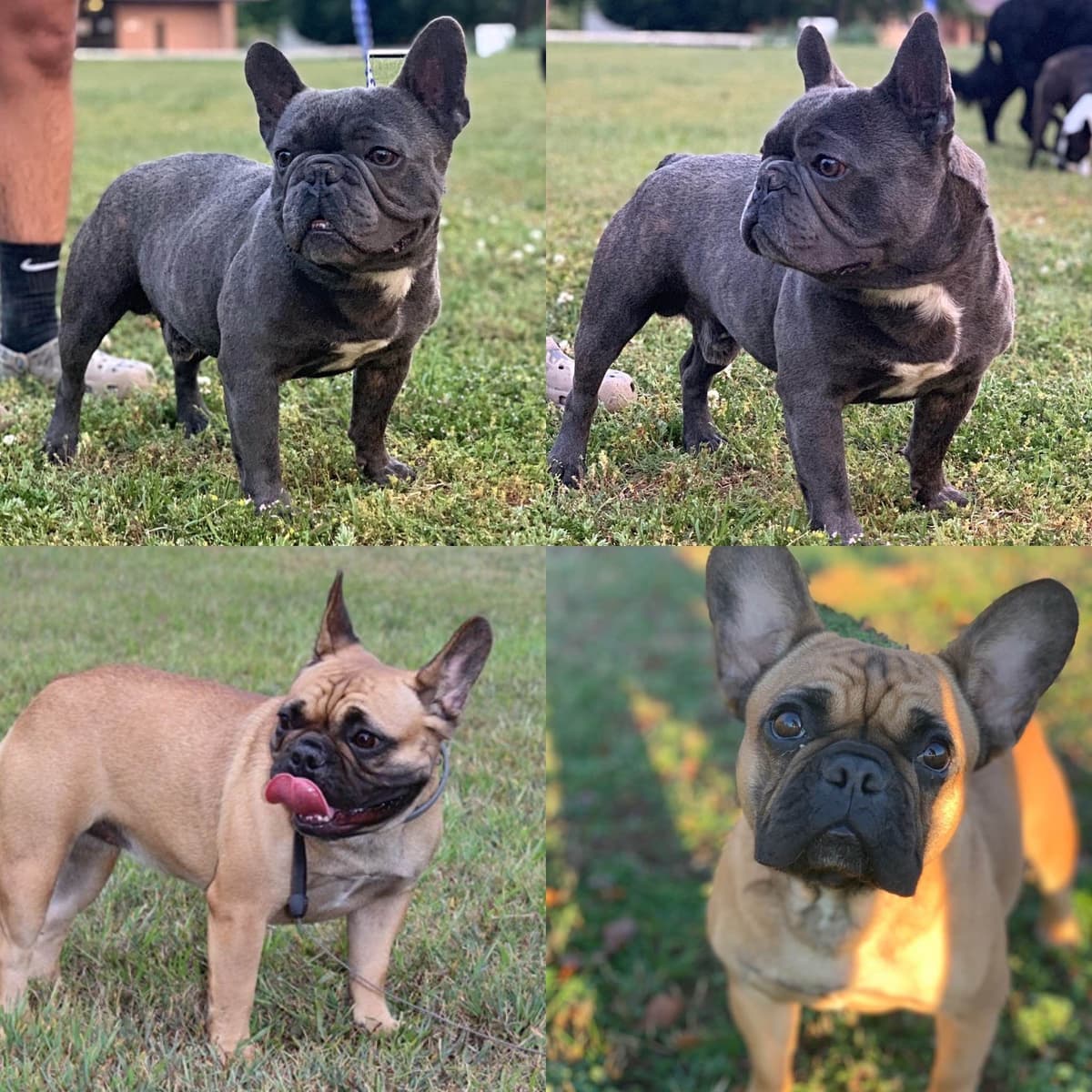 French Bulldog Puppies breeder image 20