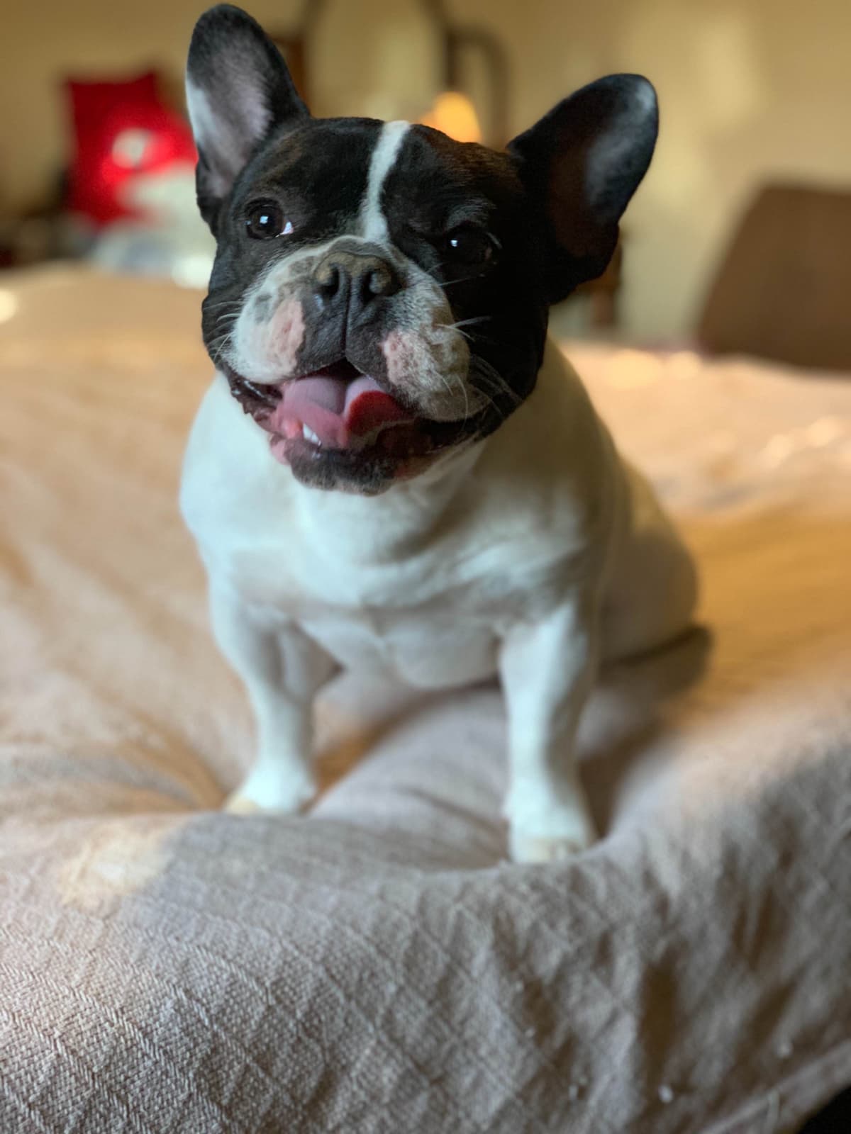 French Bulldog Puppies breeder image 22