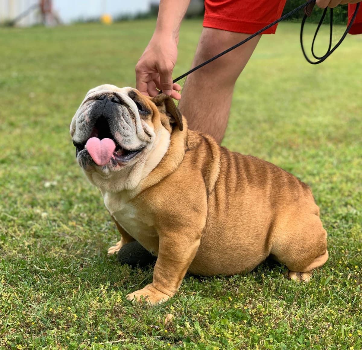 French Bulldog Puppies breeder image 21