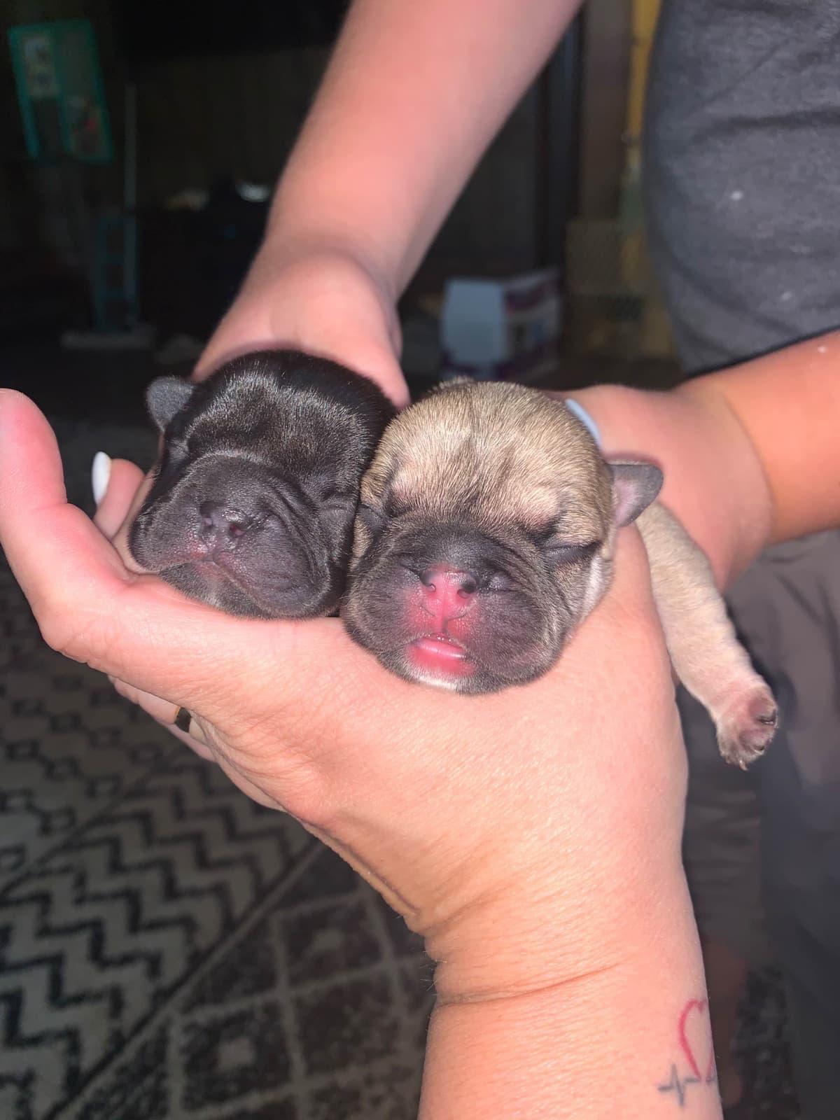 French Bulldog Puppies breeder image 23