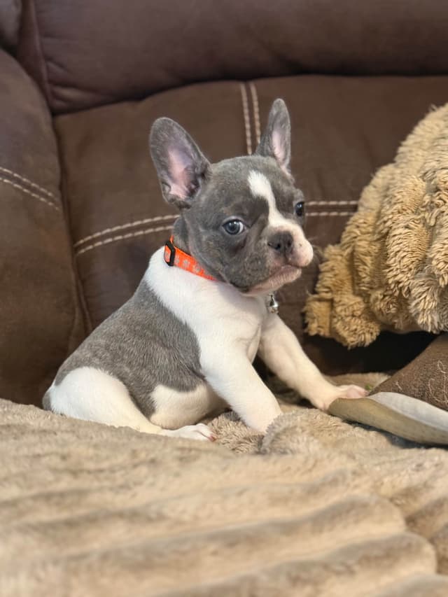French Bulldog Puppies media 2