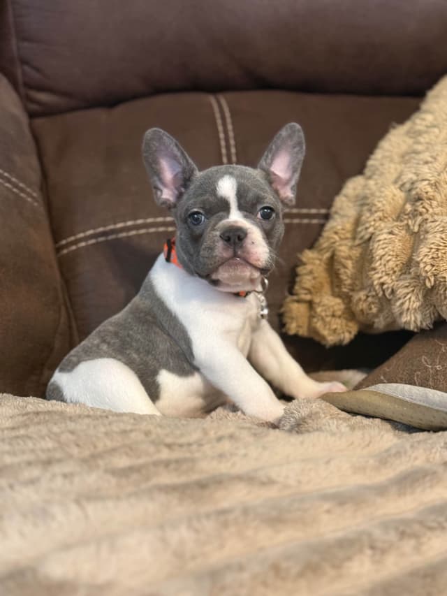 French Bulldog Puppies media 3