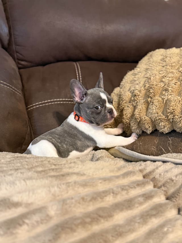 French Bulldog Puppies media 5